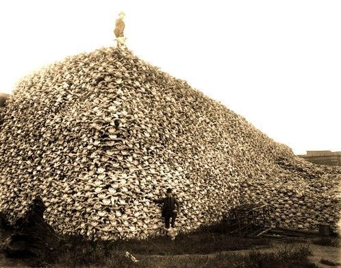 Montagne de carcasses de bisons tués aux usa: Les blancs tuaient les bisons pour affamer les Indiens