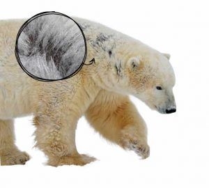  la peau de l'ours polaire (blanc) est noire pour absorber autant de chaleur et de lumière que possible
